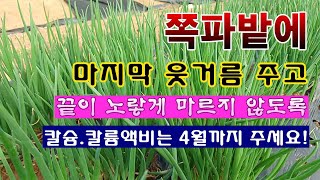 [텃밭농부 1,827]  쪽파에 마지막 웃거름과 칼슘액비 이렇게 주세요! #쪽파재배