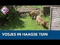 Vossen zitten nog steeds in Haagse achtertuin - OMROEP WEST