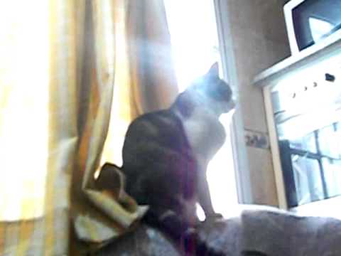 el gato ringo jodiendo como siempre y la gata nazira