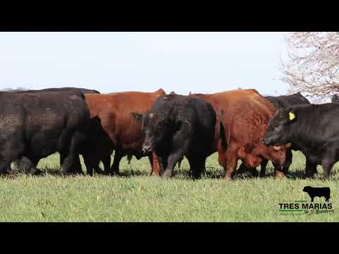 Remate Tres Marías 2021