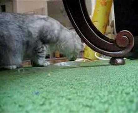 Isadora steals broccoli