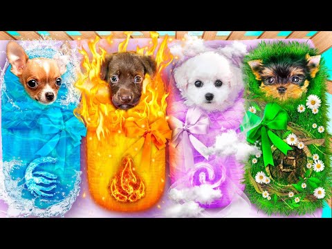 ¡Adoptamos Perro de Fuego, Agua, Aire y Tierra! Persiguiendo Mascotas de Elementos Mágicos