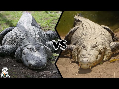 image-What is the difference alligator and crocodile?