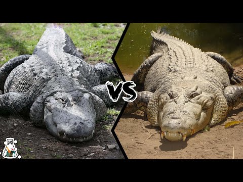 ALLIGATOR VS CROCODILE - Which is More Powerful?