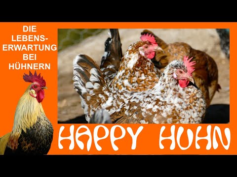 , title : 'E171 Die natürliche Lebenserwartung von Hühnern - HAPPY HUHN - Wie alt werden Hühner? Rekorde Alter'