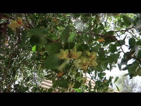 Recorriendo la comuna de Til Til para identificar las unidades apícolas existentes en la zona