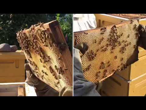 Biodling på Ådala maj 2018