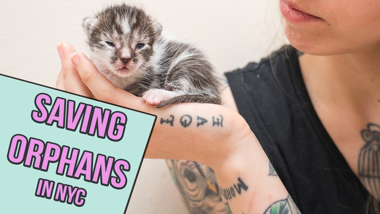 Saving Orphan Kittens in NYC thumnail