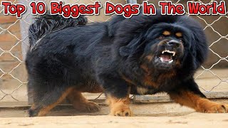 Top 10 Biggest Dogs In The World