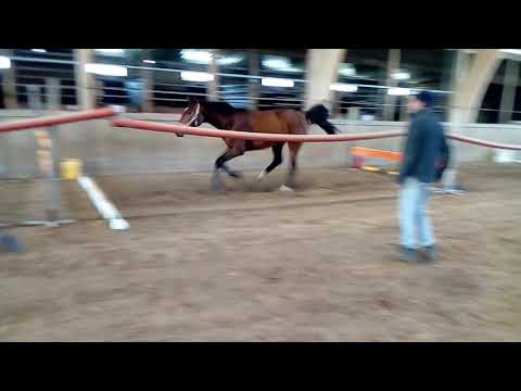 Kelly e Cardento-Quidam de Revel-Four Plesure(3)