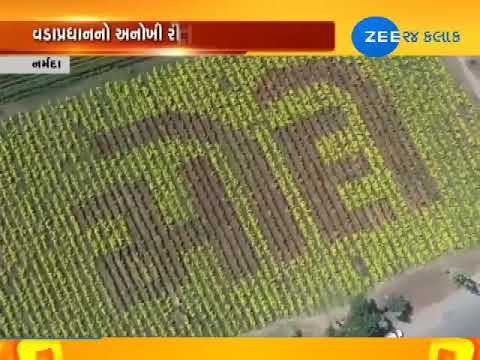 Narmada:  Farmers carve 'MODI' in field of flowers - Zee 24 Kalak