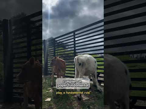 Come with me to discover Entrerríos, one of the most beautiful towns in Antioquia. 👩🏽‍🏫🙌🏼