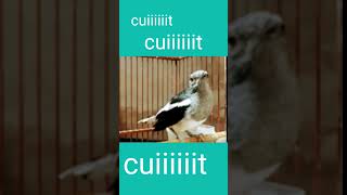 Download lagu panggilan kacer betina mp3