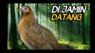 Download lagu SAKTI!! suara pikat ayam hutan betina 2023 mp3