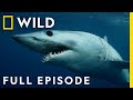 Hawaiian Night Fright Full Episode When Sharks Attack