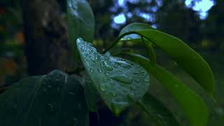 Download lagu CINEMATIC ALAM | KEINDAHAN ALAM SEKITAR | NATURE AESTHETIC VIDEO | BACKGROUND MUSIC mp3 Download lagu CINEMATIC ALAM | KEINDAHAN ALAM SEKITAR | NATURE AESTHETIC VIDEO | BACKGROUND MUSIC mp3