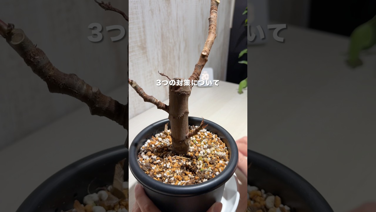 観葉植物の今すぐできる冬対策3つ