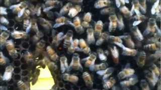 preview picture of video 'Revisting the Chimney bees'