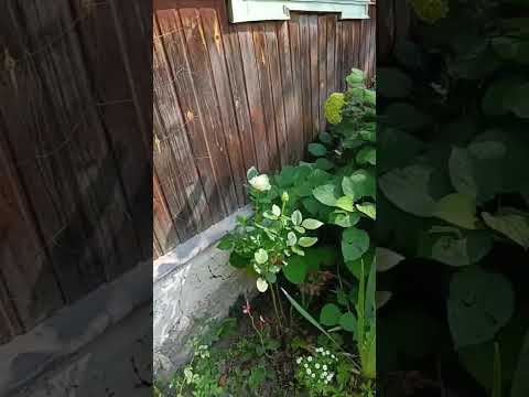 Купить дом, г. Лепель, ул. Набережная Эссы, 1