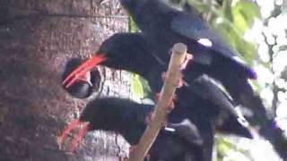 preview picture of video 'Red-billed Wood Hoopoe (Part 10)'