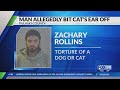 Kentucky Man Accused Of Throwing Cat Biting Ears Off While Intoxicated