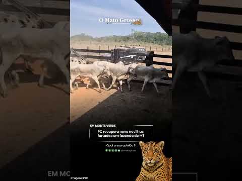 PC recupera nove novilhas furtadas em fazenda de MT