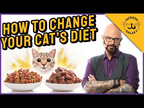 YouTube video about: How to get my cat to eat wet food?