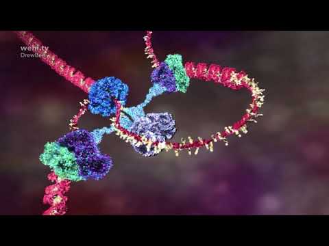 DNA animation (2002-2014) by Drew Berry and Etsuko Uno wehi.tv #ScienceArt