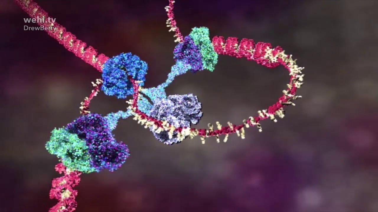 DNA animation (2002-2014) by Drew Berry and Etsuko Uno wehi.tv #ScienceArt
