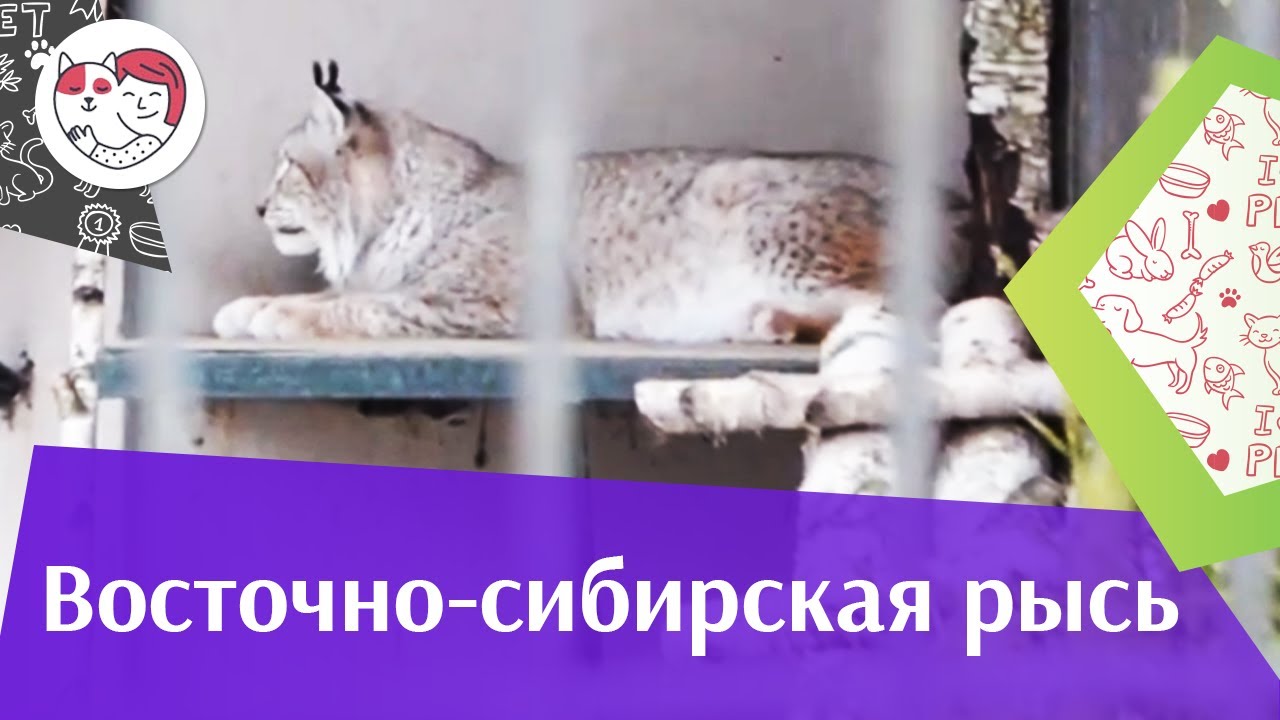 5 особенностей ухода за золотистым ретривером