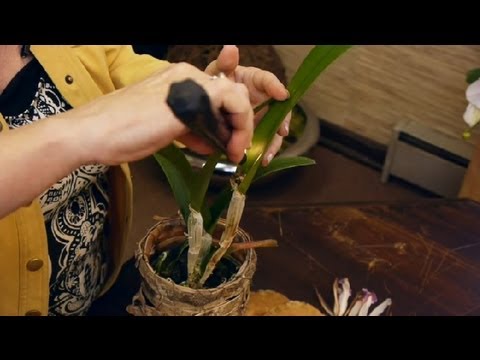 How to Cut Cattleya Orchids After They Bloom : Orchid Care