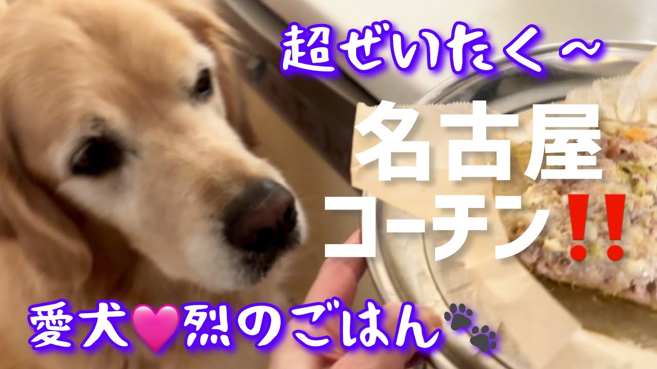 僕…鶏肉アレルギーじゃなかったの⁉️ペットの健康を考えよう‼️ゴールデンレトリバー烈