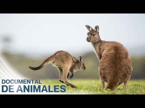 ANIMALES AL NATURAL - CANGUROS - Naturaleza de Australia