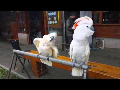 搖頭鳥