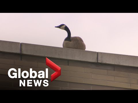 , title : 'Widowed goose seeking dead mate tugs at heartstrings of Toronto shoppers'