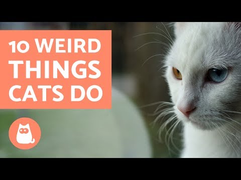 10 Weird Things Cats Do