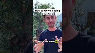 How to revive a dying olive tree #garden #gardening