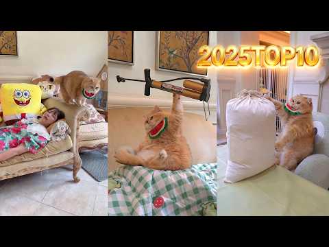 2025 TOP10 #exlittlebeans #funnycats #funnyvideo
