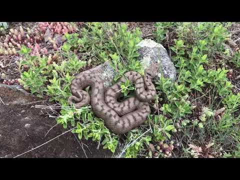 Vipera transcaucasica Georgia