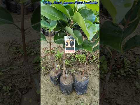 kg 10 jamun || 10 Kg Jamun || Thai King Black Jamun Available Eden Nursery Call- 9734258832 #shorts