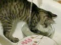 In Russia cats take care of you!﻿ (cryptic) - Známka: 1, váha: velká