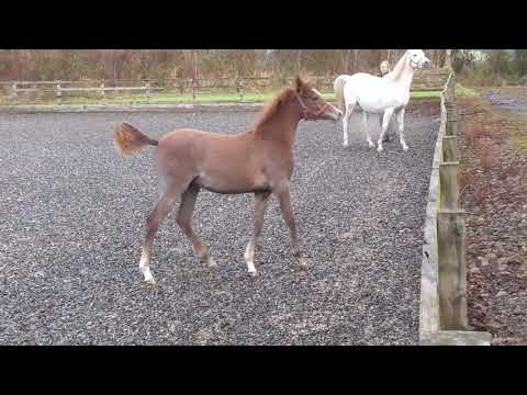 EXTASIA SBM , JUNE 2019 FILLY FOAL BY EXCALIBUR EA OUT OF GLENTONS EUFORIA SBM