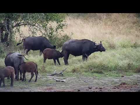 Djuma: African Buffalo herd goes to far end of dam to avoid Hippo? - 10:18 - 06/05/20