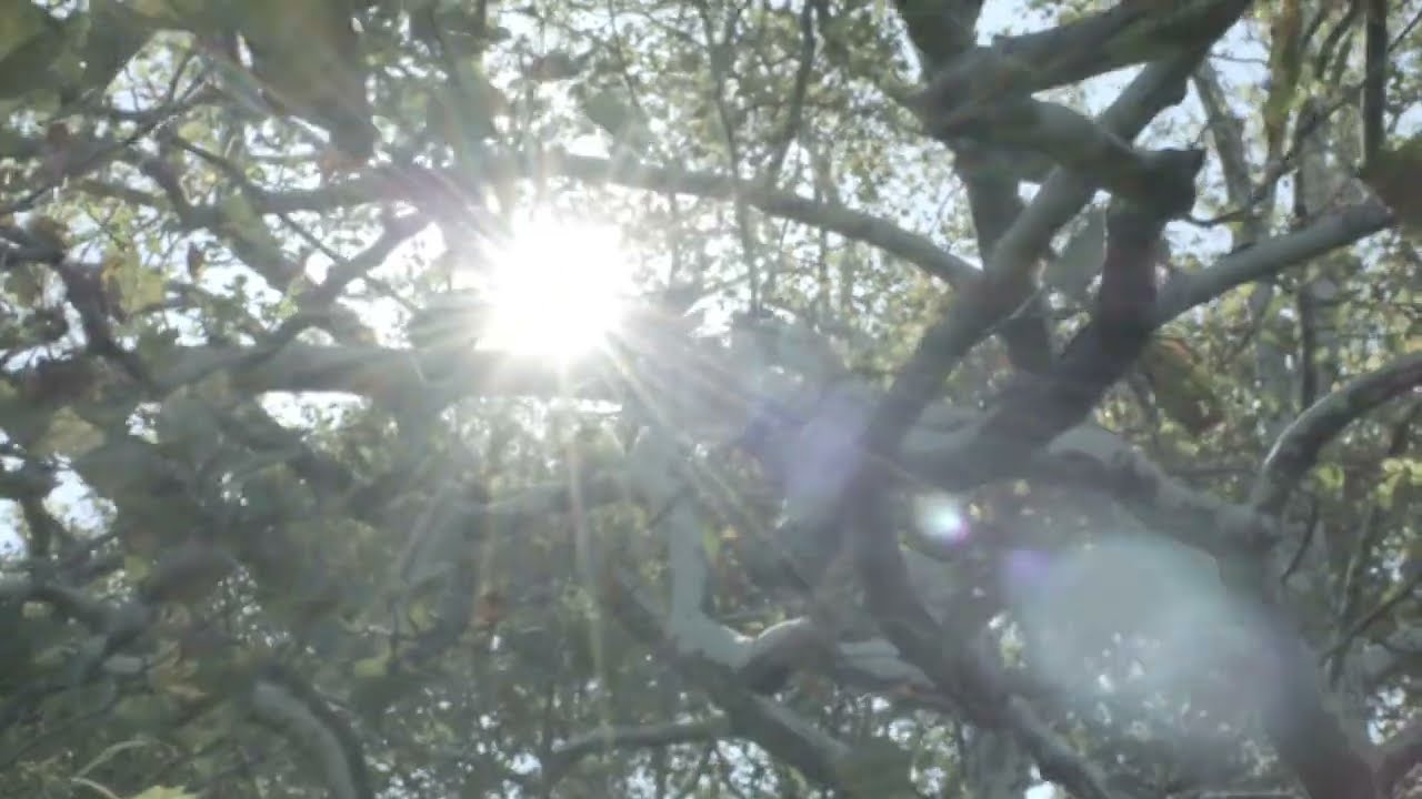 In Between We Are - SYMBIOSIS