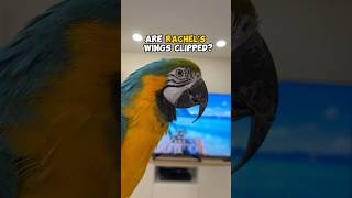 Are Rachel's Wings Clipped?