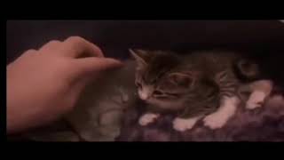 1 BOY 2 CAT