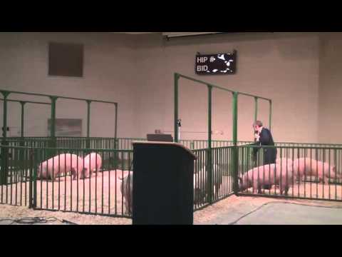 Pig Handling Demonstration: How to Get That Pig To Do What You Want!