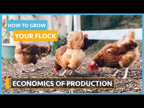 How to Grow your Flock Lesson 3 Breeds and Incubation