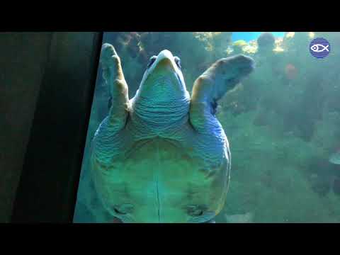 Retread, The Loggerhead Sea Turtle!