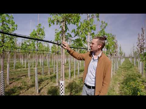 Vom Setzling zum Prachtbaum – so wachsen Alleebäume bei Praskac!“ 🌳✨